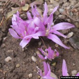 Colchicum bulbocodium