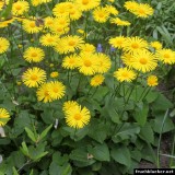 Doronicum orientale