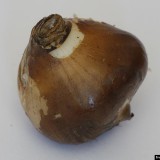 Sternbergia-Zwiebel