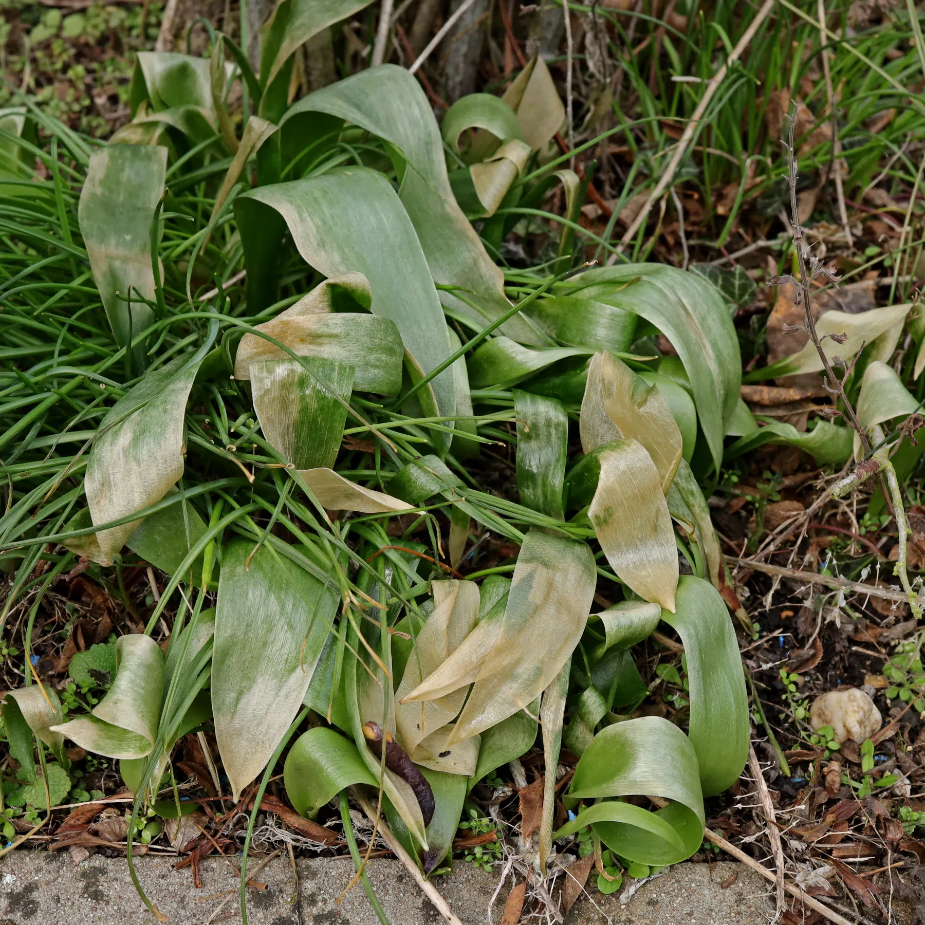 Felsen-Tulpe erfroren