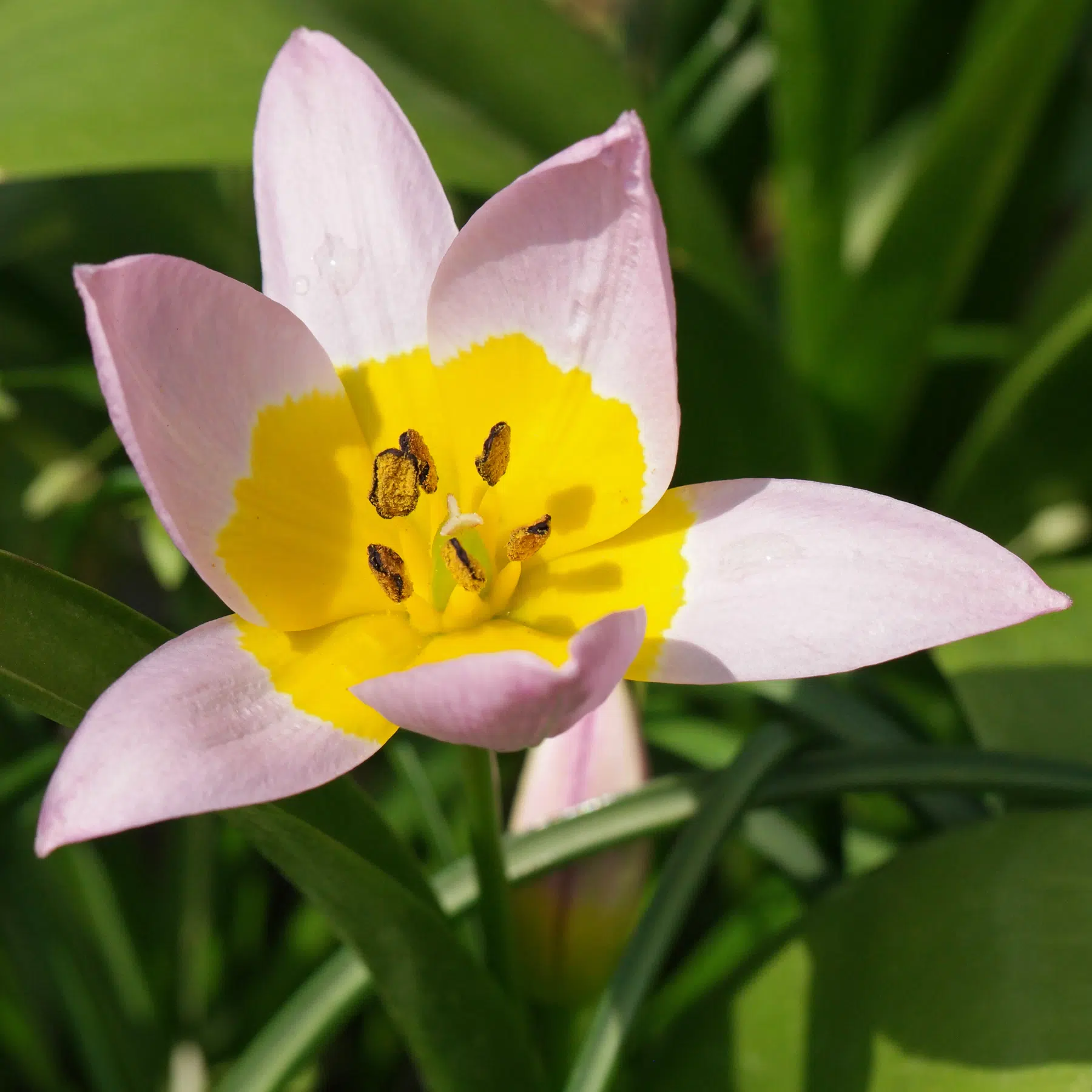 Tulipa saxatilis Felsen-Tulpe