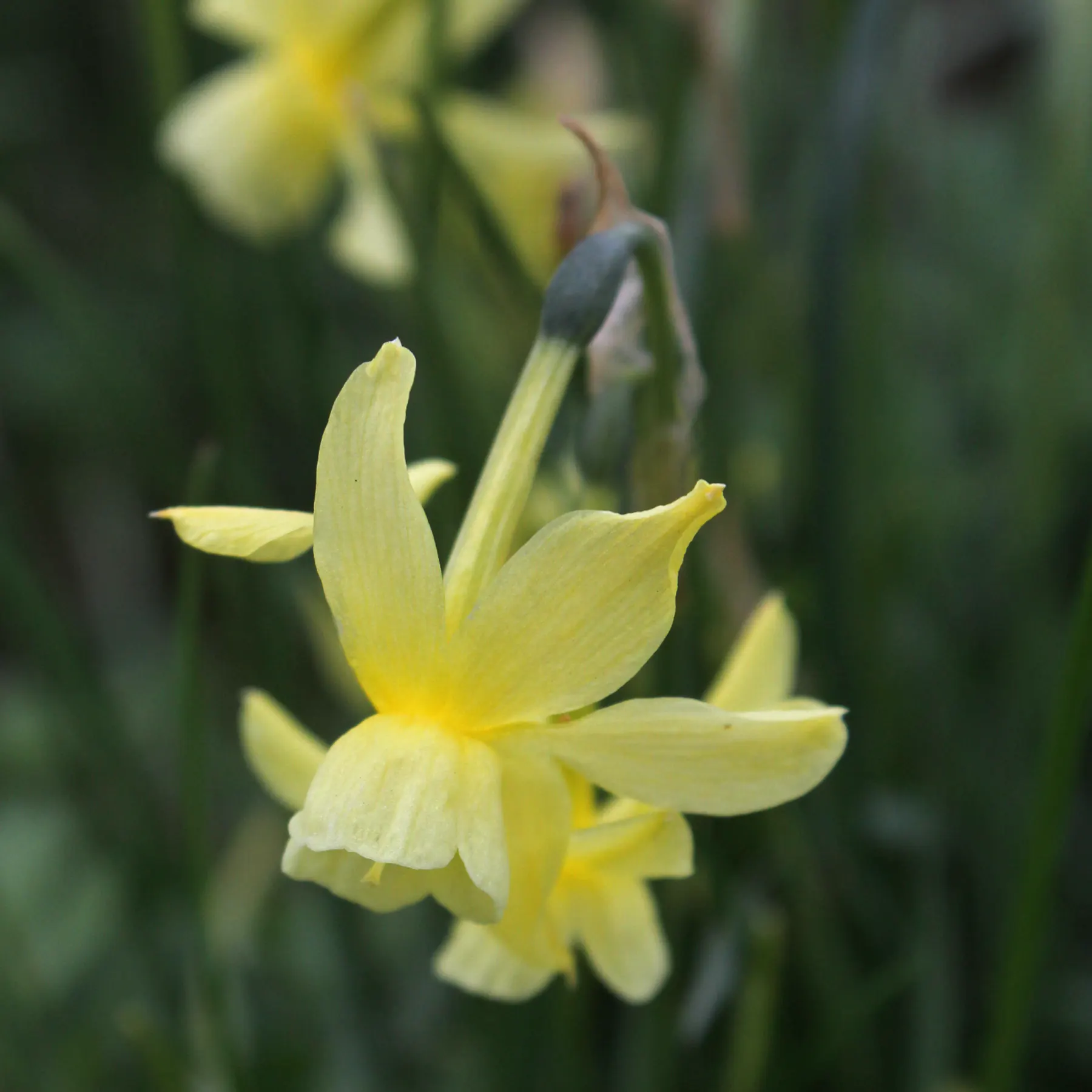 Narcissus triandrus Hawera