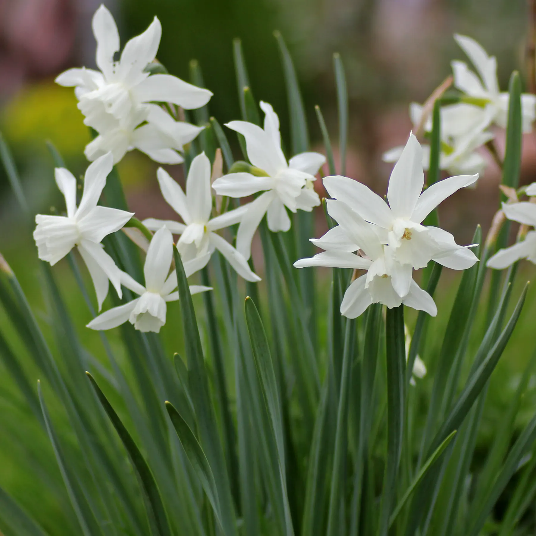 Narcissus triandrus Thalia