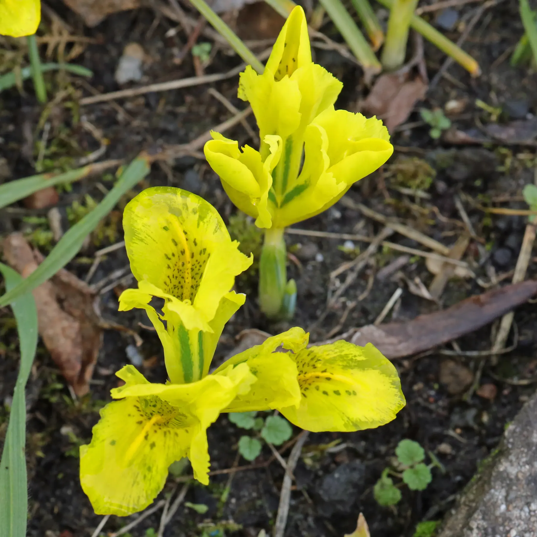 Iris danfordiae Gelbe Zwerg-Iris