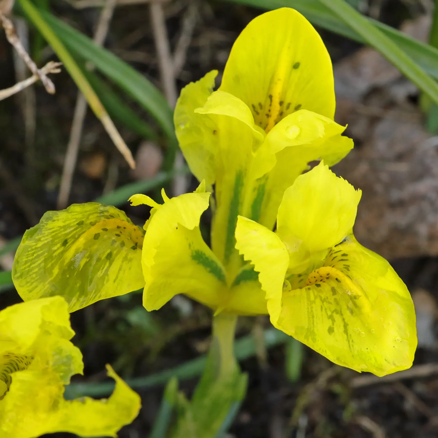 Iris danfordiae Winter-Iris