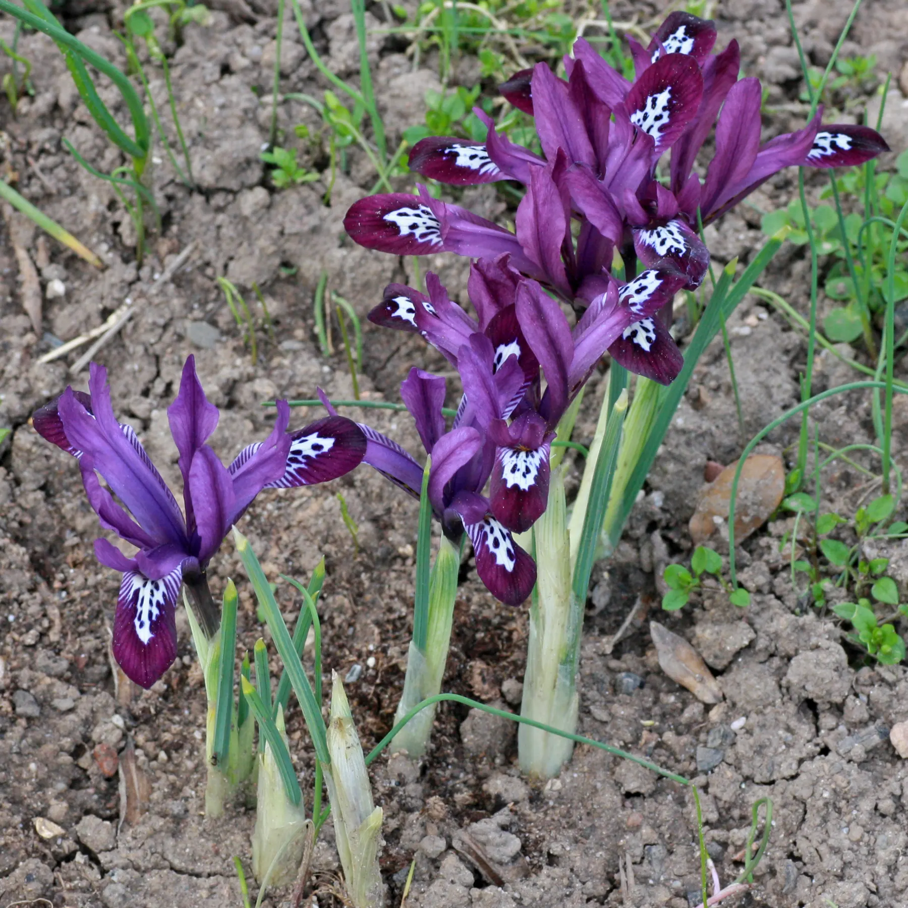 Iris reticulata Netzblatt-Iris