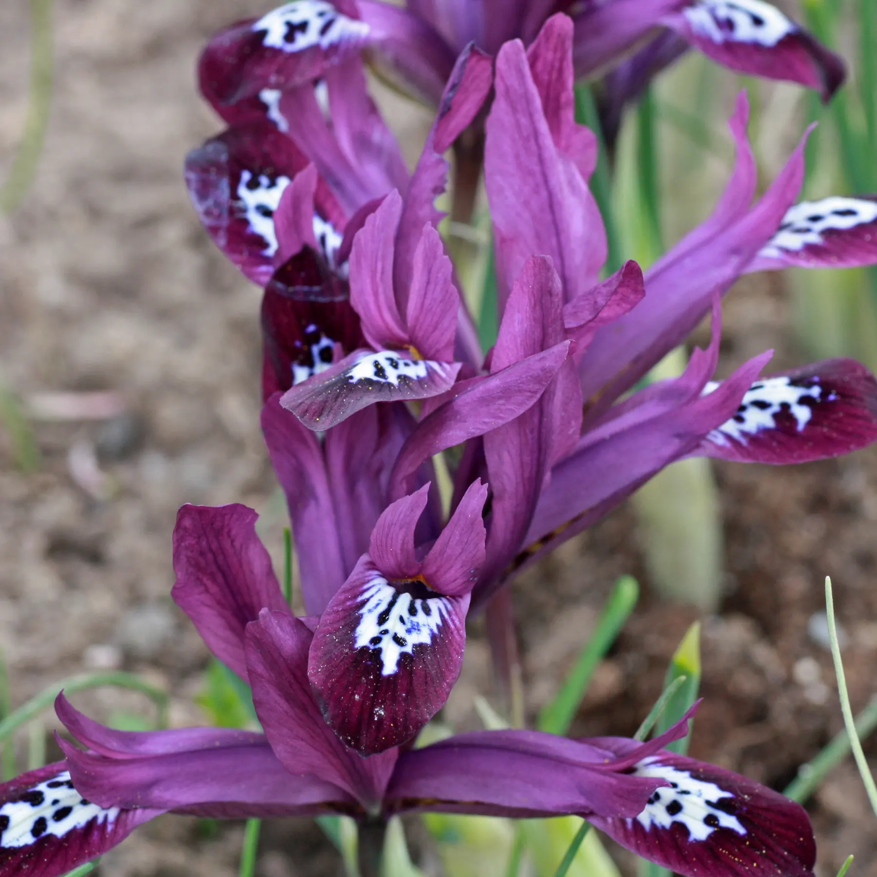 Iris reticulata Purple Gem