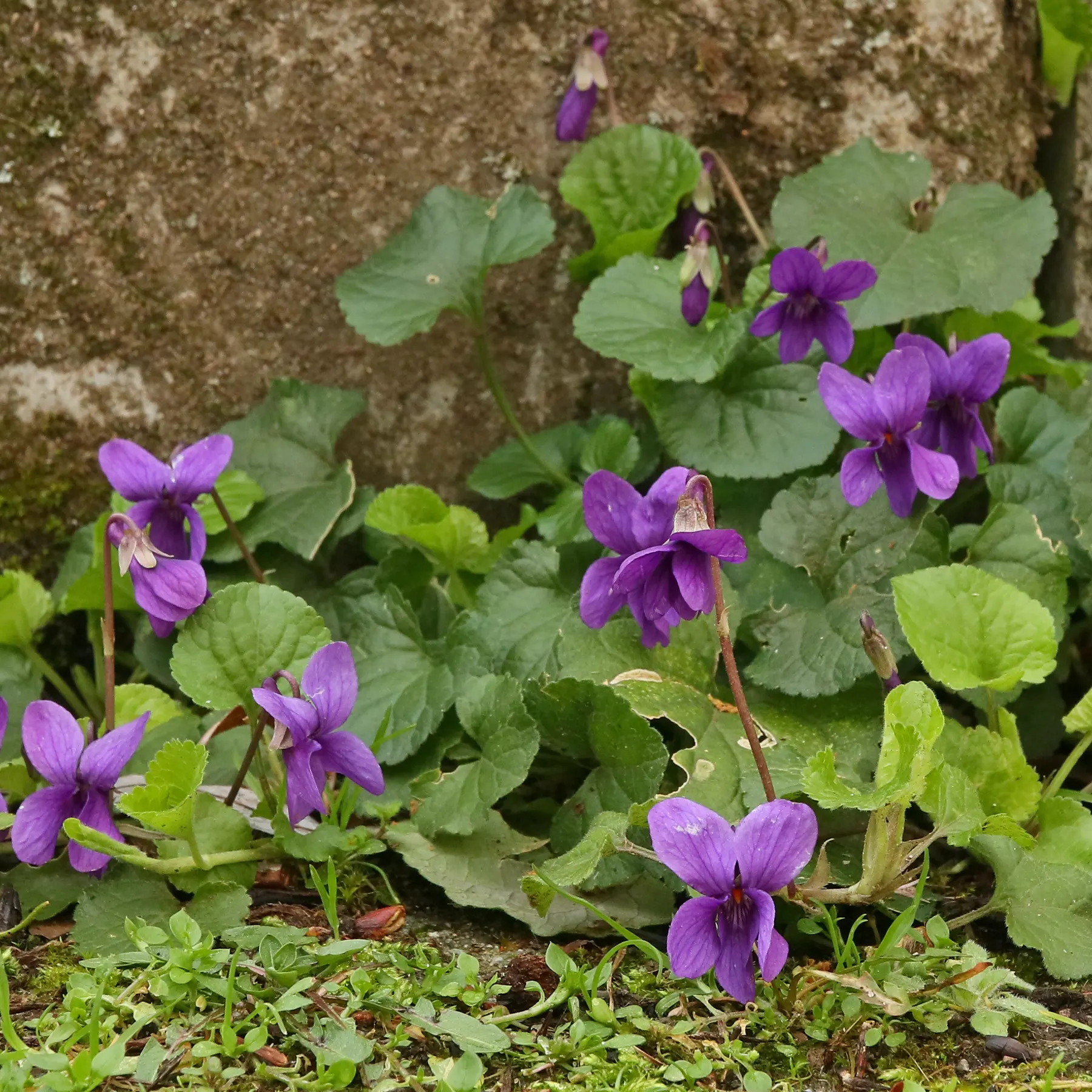 Märzveilchen Viola odorata