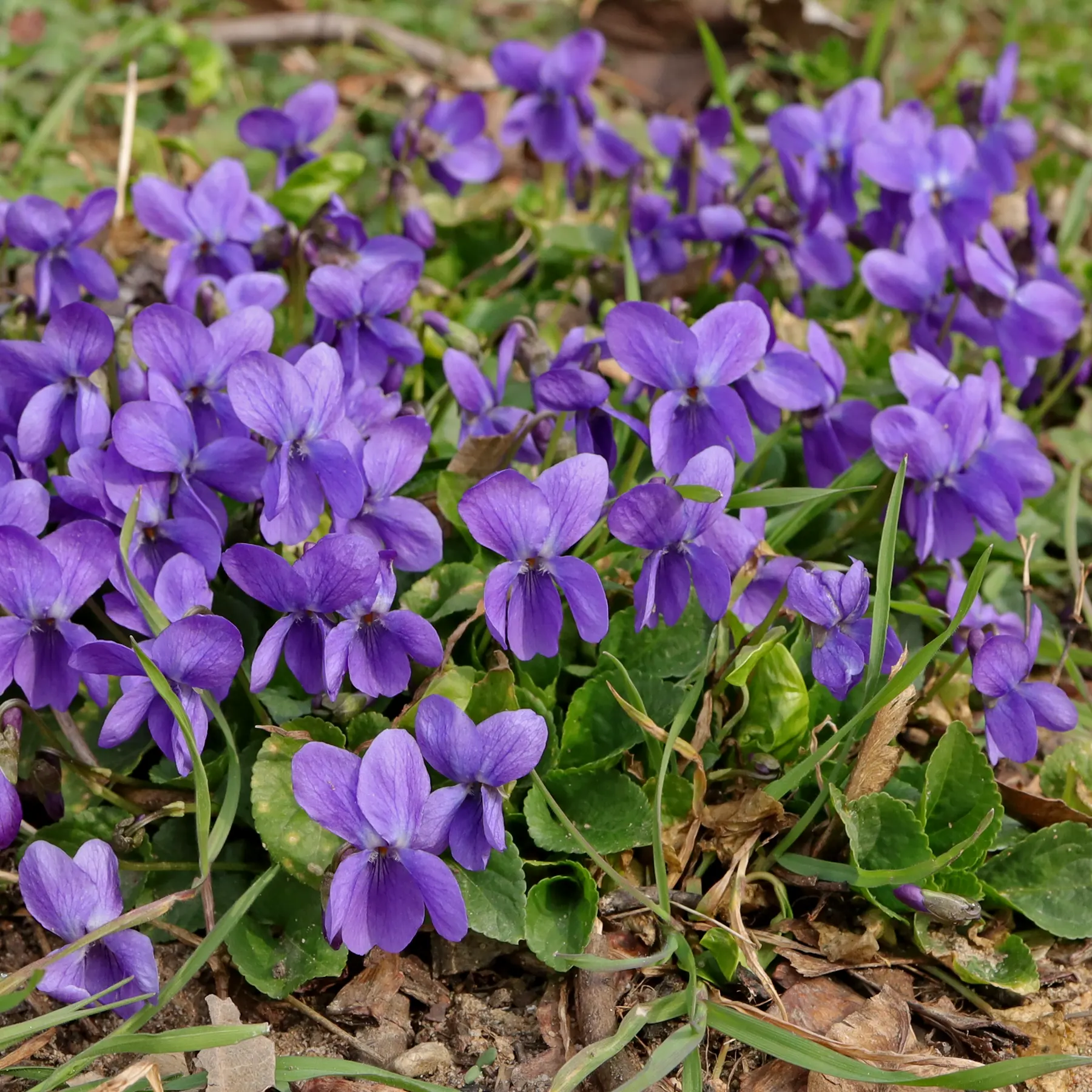 Viola odorata Duftveilchen