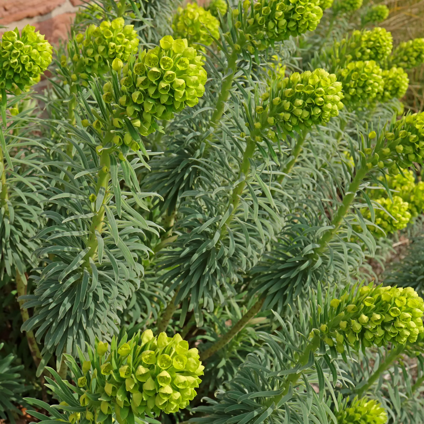 Euphorbia characias Palisaden-Wolfsmilch