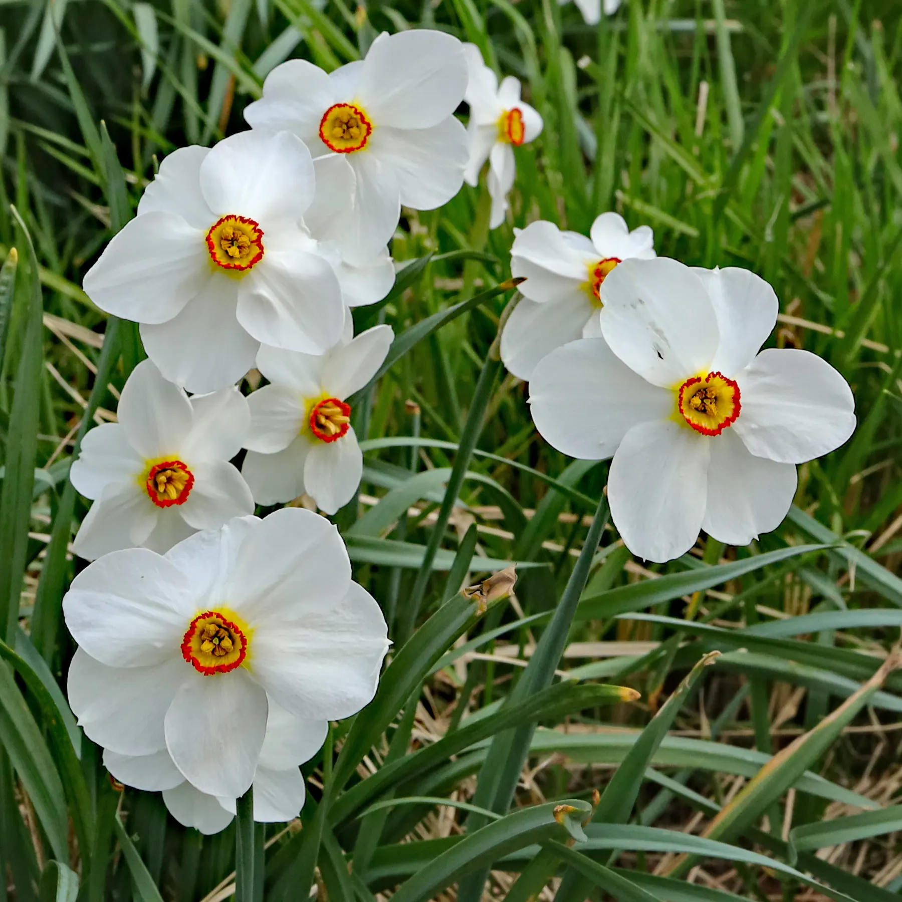 Narcissus poeticus Dichter-Narzisse