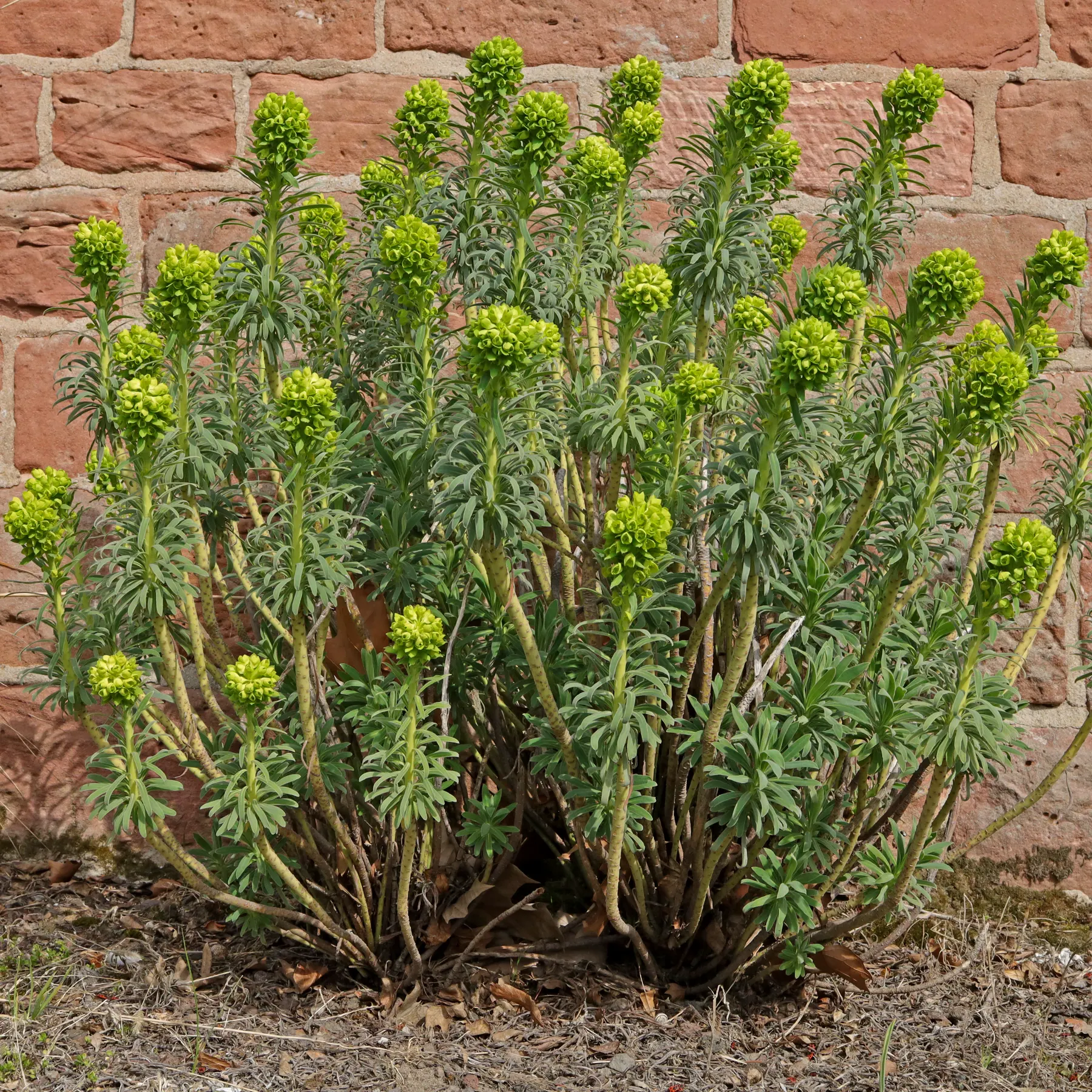 Palisaden-Wolfsmilch Euphorbia characias