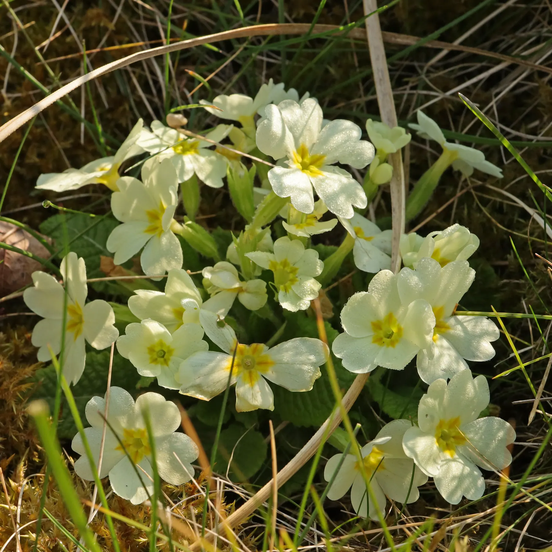 Stängellose Schlüsselblume Primula vulgaris