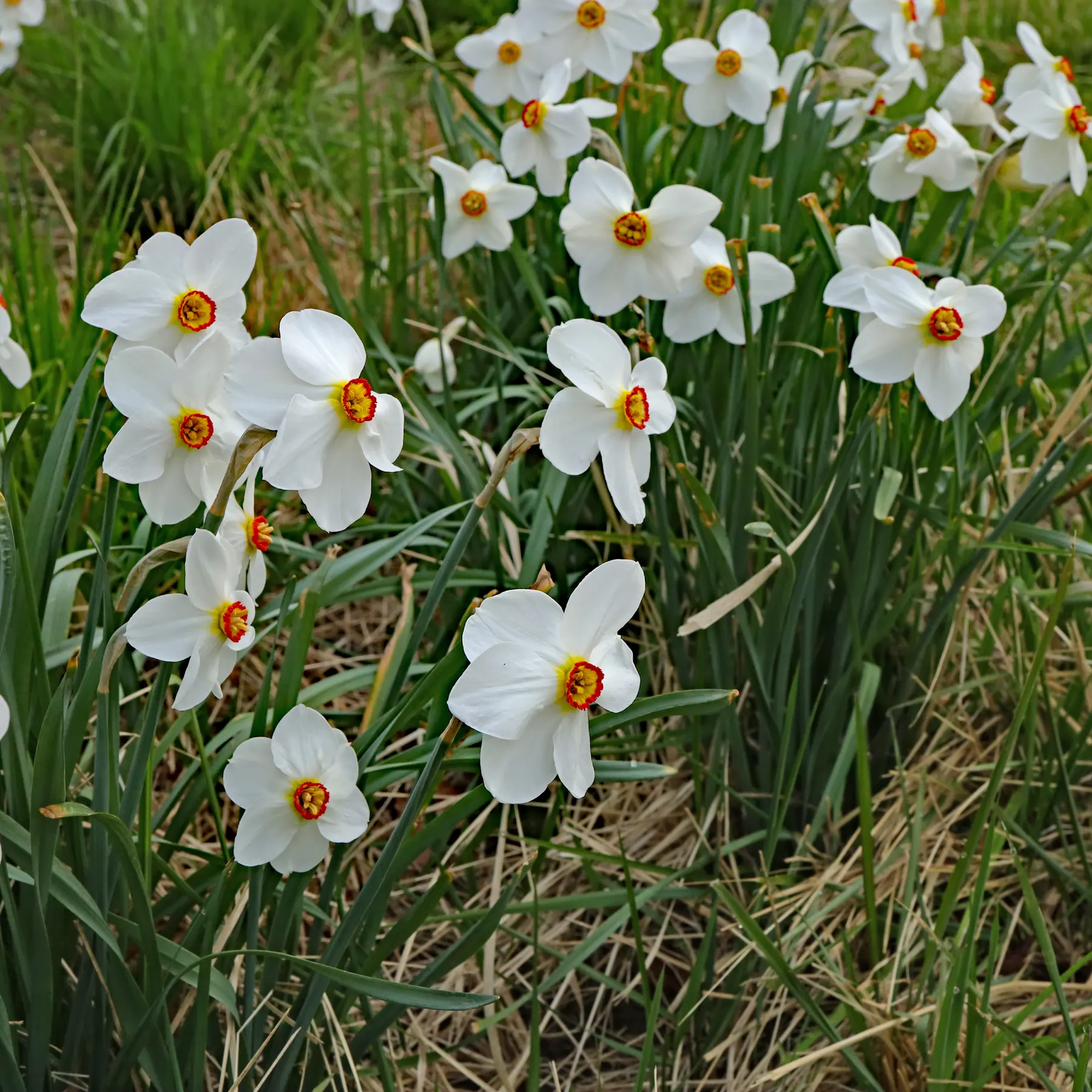 Weiße Narzisse Narcissus poeticus
