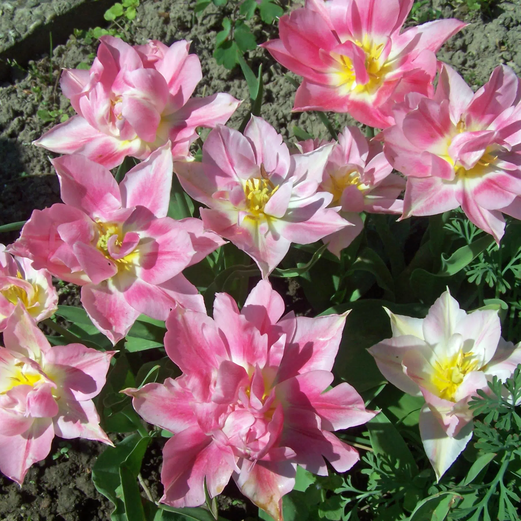 Gefuellte fruehe Tulpen