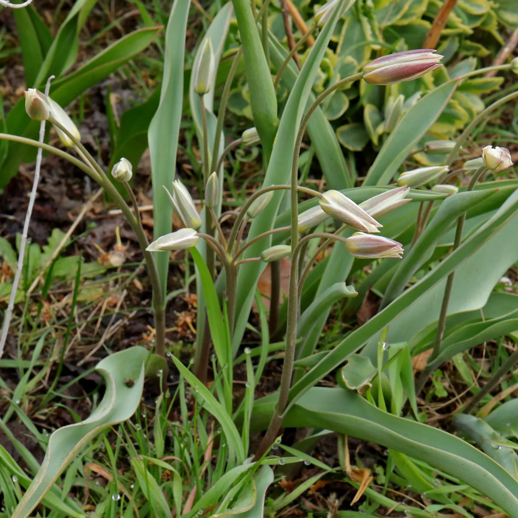 Tulipa biflora Blütenknospen