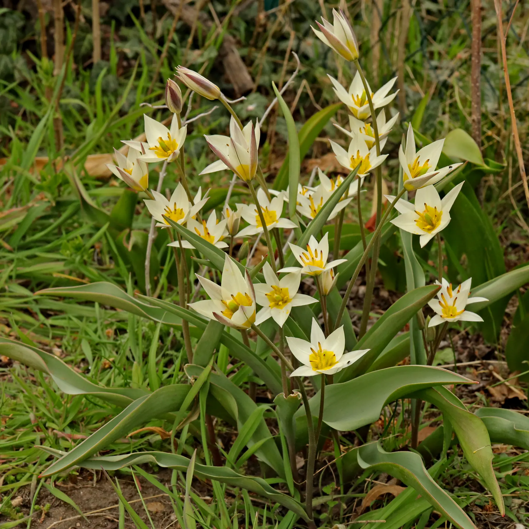 Zweiblütige Tulpe Tulipa biflora