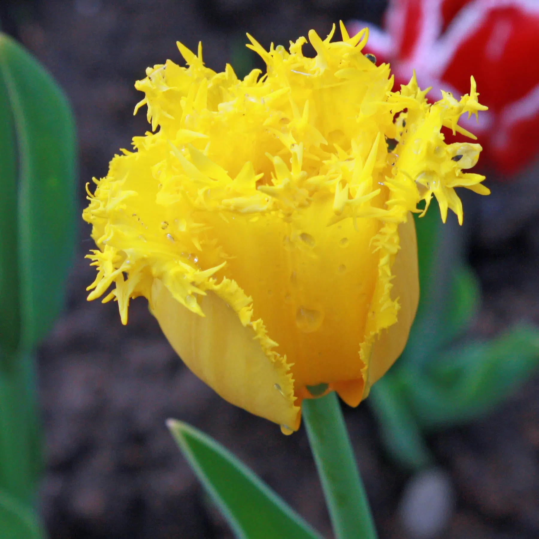 gefranste Tulpe gelb