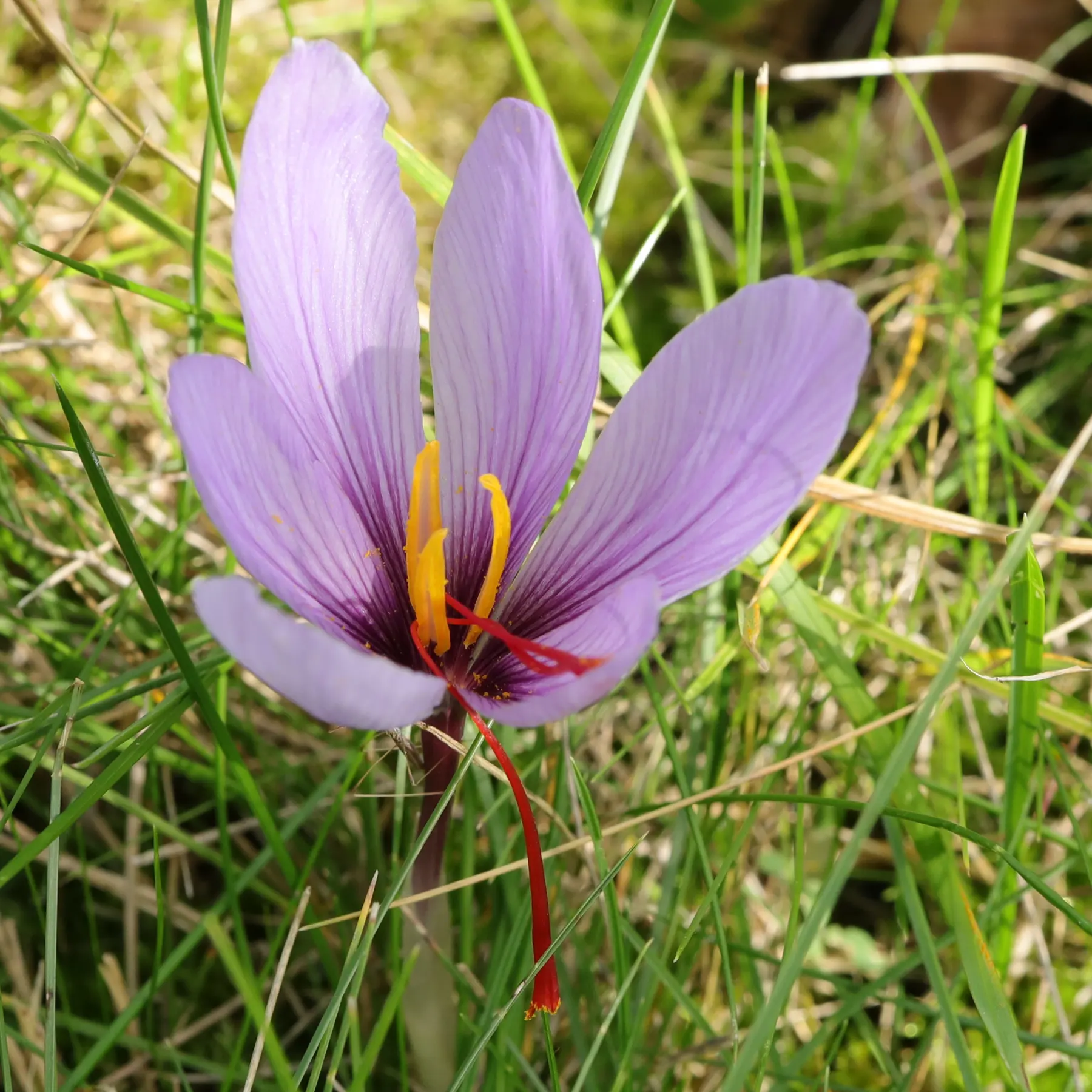 Crocus sativus Safran