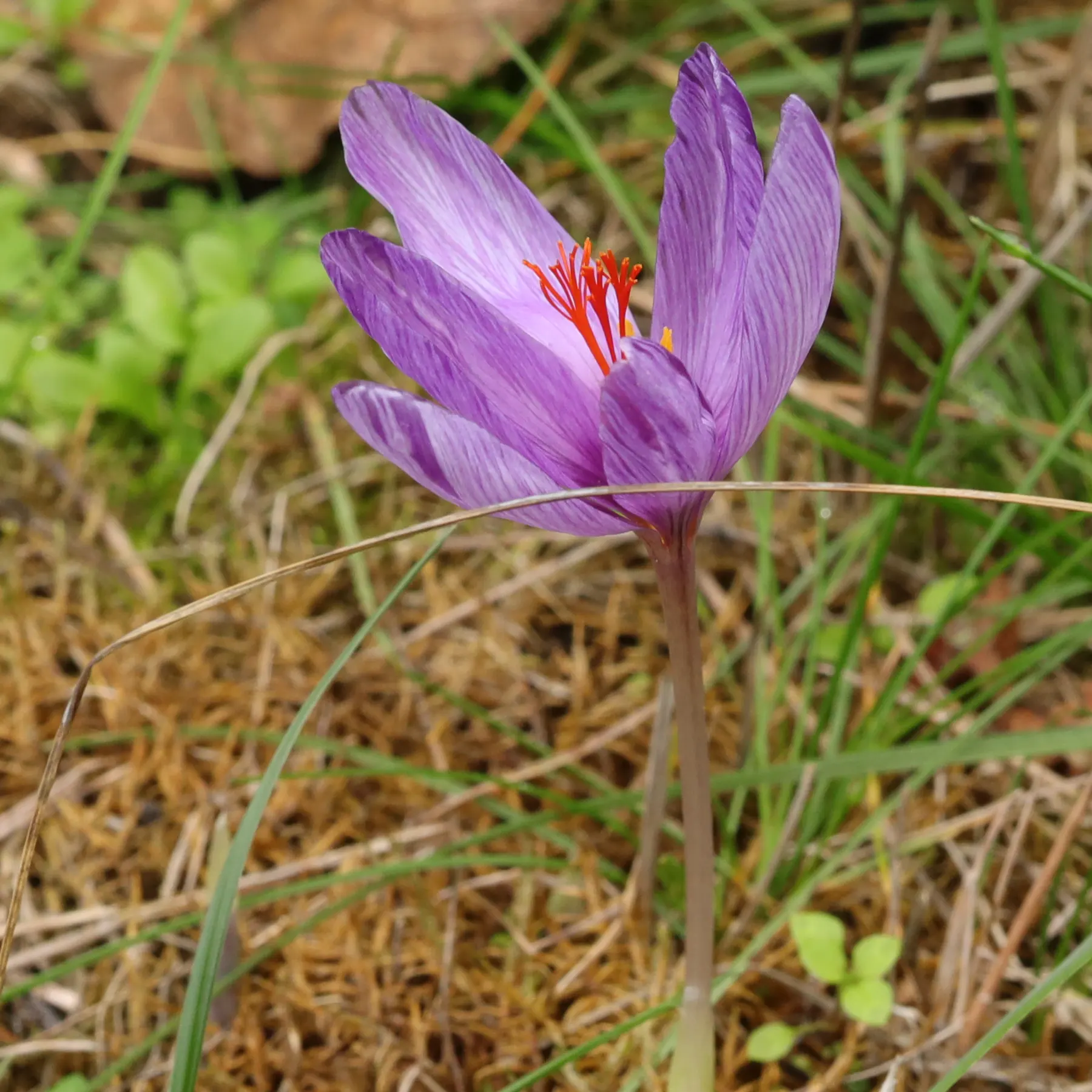 Herbst-Krokus Crocus sativus